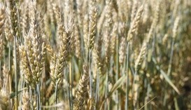 Реферат: Зимостійкість і морозостійкість деяких сортів озимої пшениці в Притисянській низовині